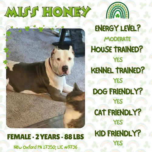 Miss Honey, an adoptable Cane Corso Mastiff in New Oxford , PA