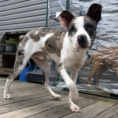 Gargoyle, an adoptable Catahoula Leopard Dog in New Oxford , PA