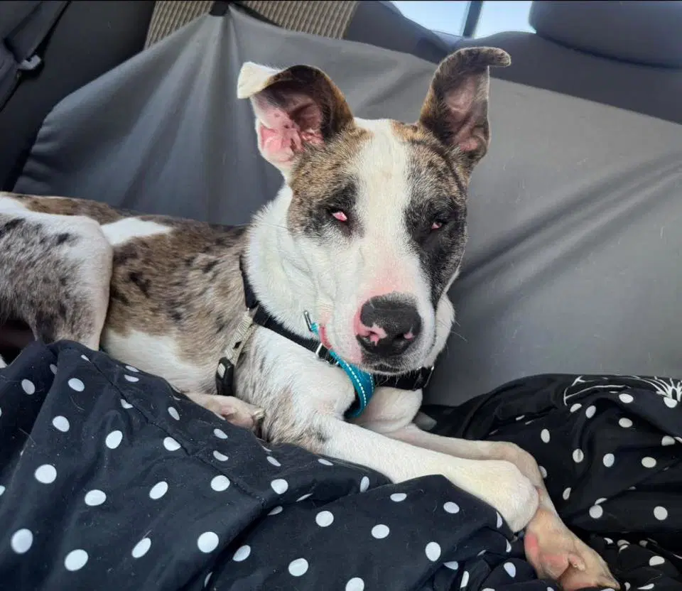 Gargoyle - Catahoula Leopard Dog