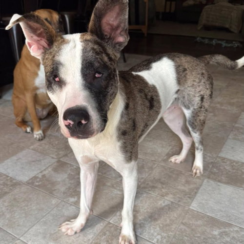 picture of the dog needing adoption