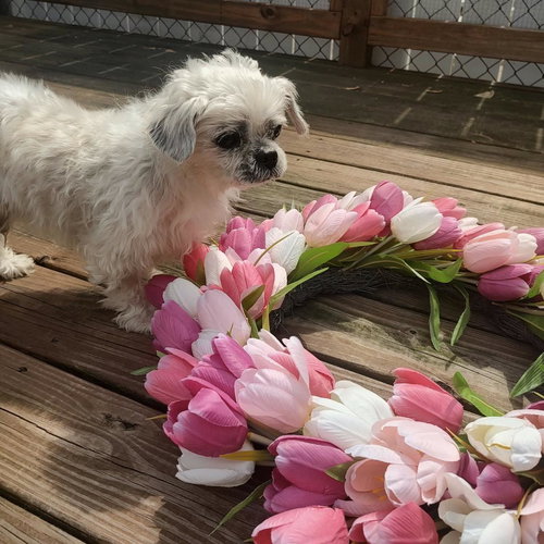 Earl, an adoptable Shih Tzu in New Oxford , PA