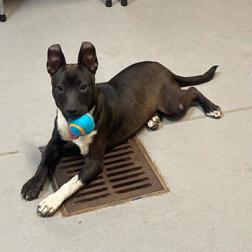 Diamond, an adoptable American Staffordshire Terrier in New Oxford , PA