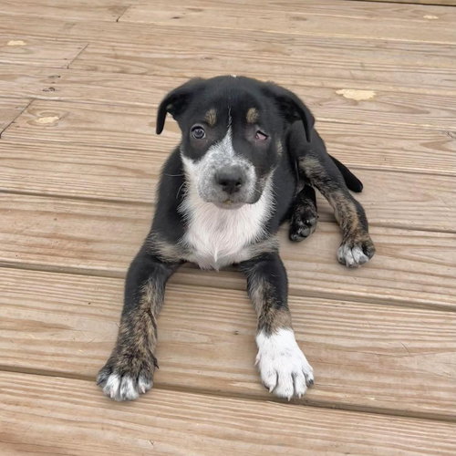 Luigi, an adoptable American Staffordshire Terrier in New Oxford , PA