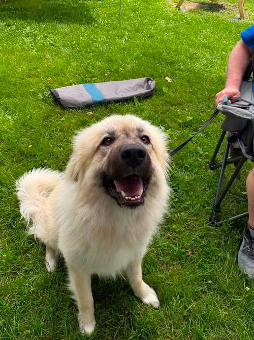 Quiche, an adoptable Great Pyrenees in New Oxford , PA