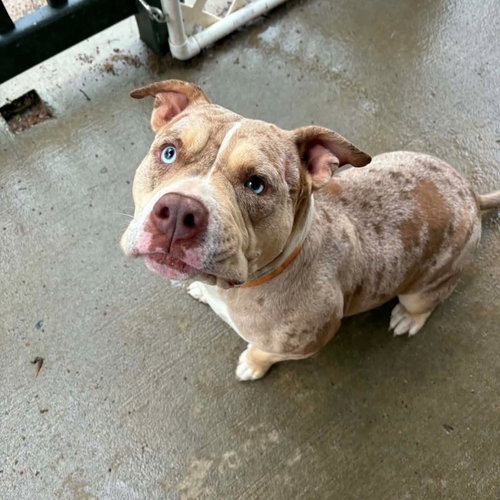 Cadence, an adoptable American Bulldog in New Oxford , PA