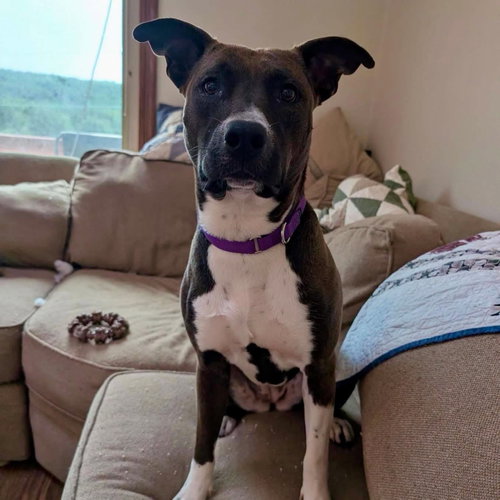 Vixen, an adoptable American Staffordshire Terrier in New Oxford , PA