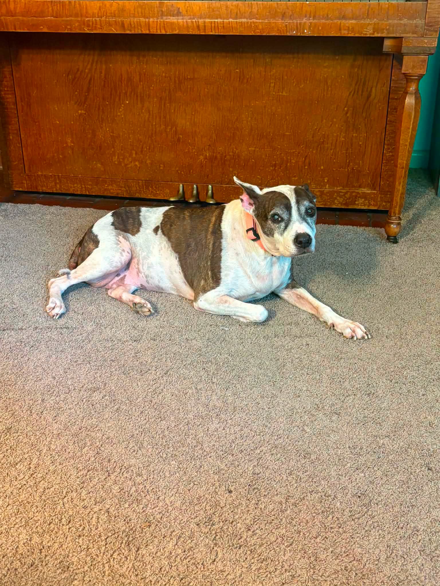 Nana Buttercup - American Bulldog