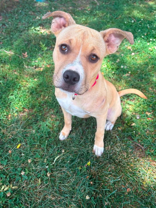 Geneva, an adoptable American Staffordshire Terrier in New Oxford , PA