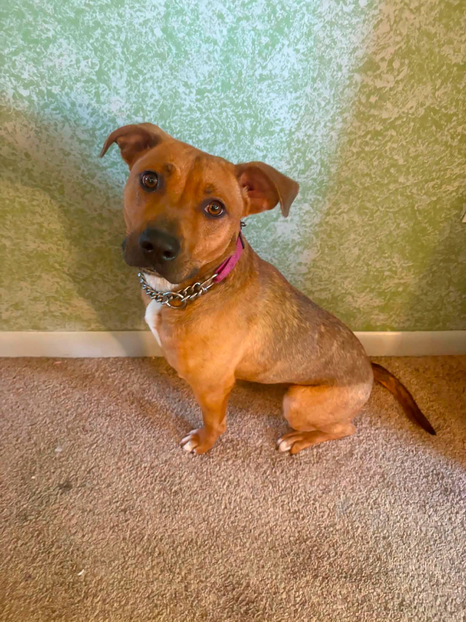 Brim - American Staffordshire Terrier