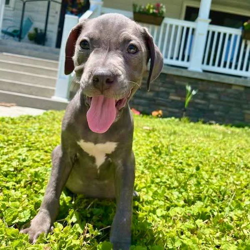 Jill, an adoptable American Staffordshire Terrier in New Oxford , PA