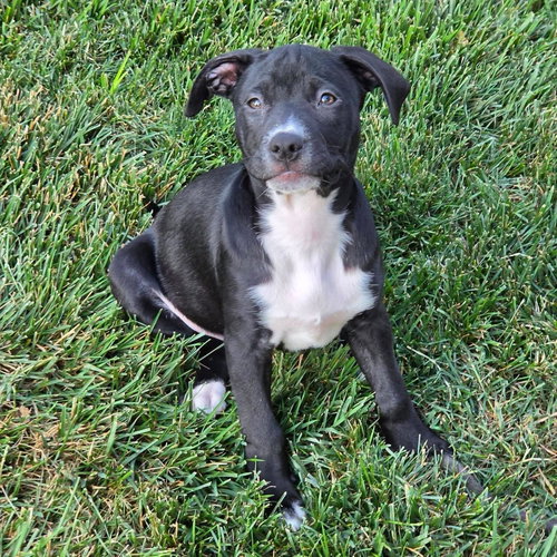 Sheva, an adoptable American Staffordshire Terrier in New Oxford , PA