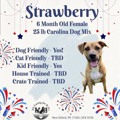 Strawberry, an adoptable Carolina Dog in New Oxford , PA
