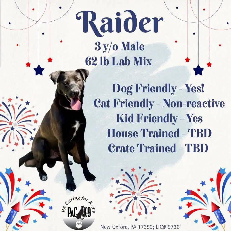 Raider - Labrador Retriever