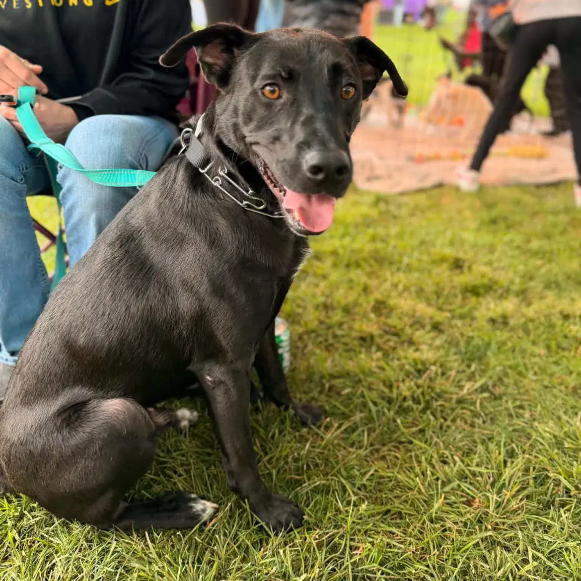 Raider - Labrador Retriever