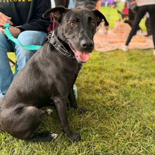 Raider, a dog for adoption from PA Caring for K-9's