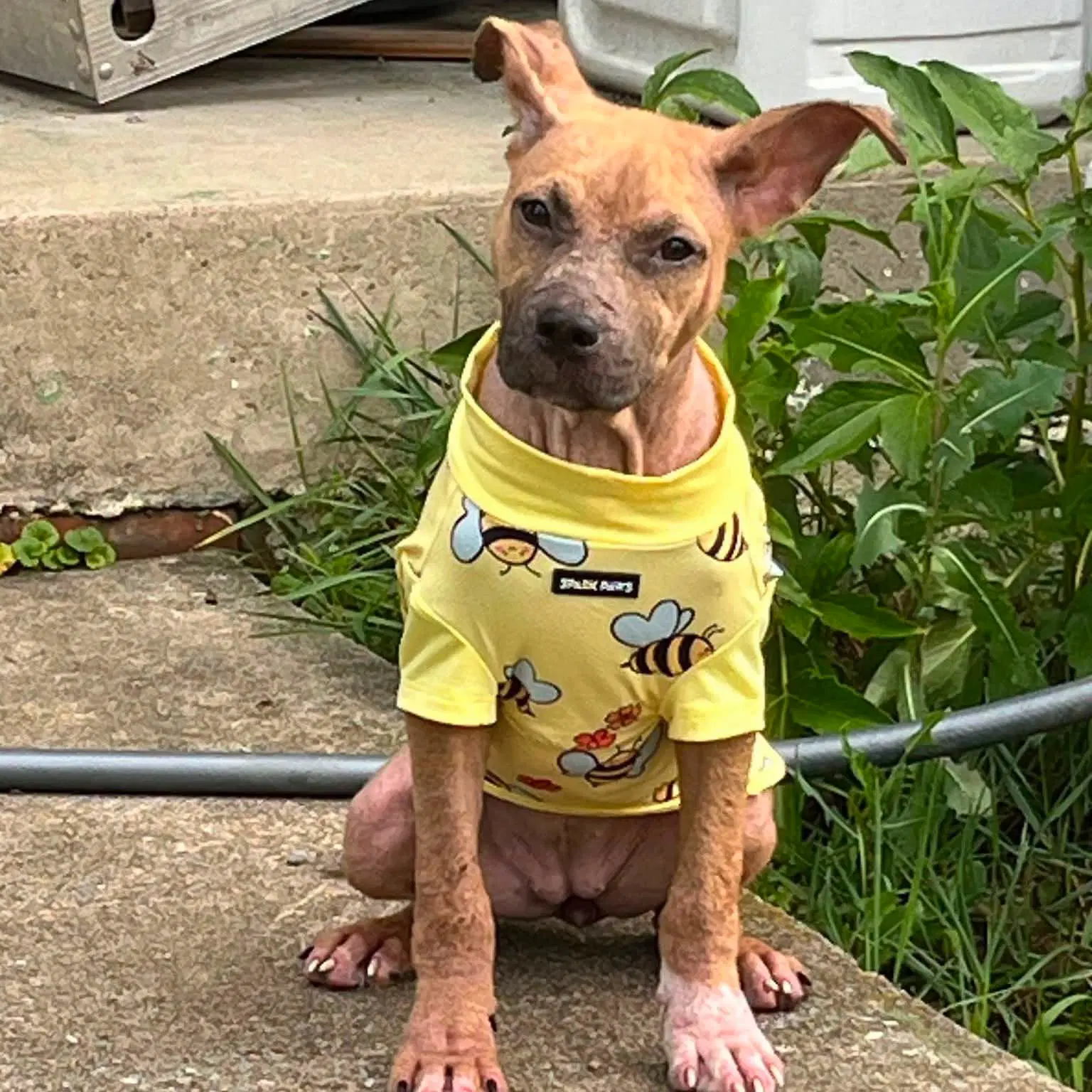 Granola - American Staffordshire Terrier