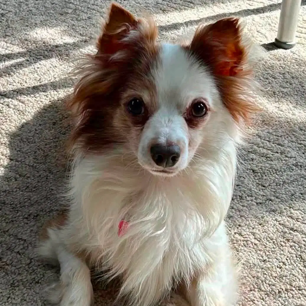 Rusty - Pomeranian