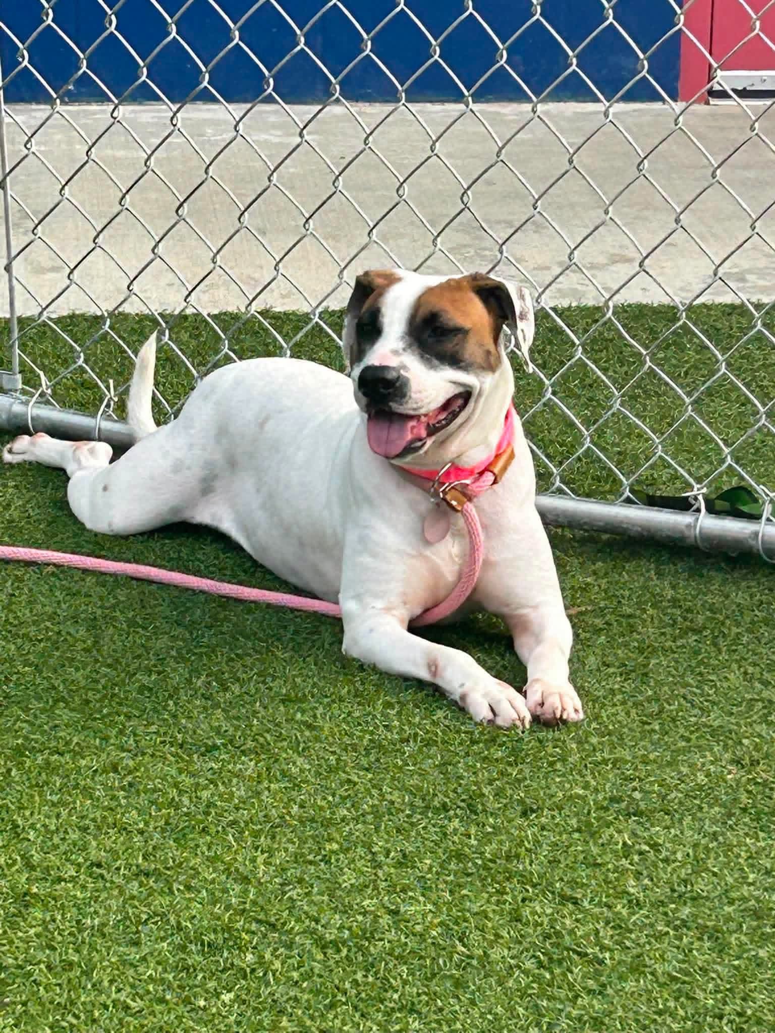 Latte - Hound