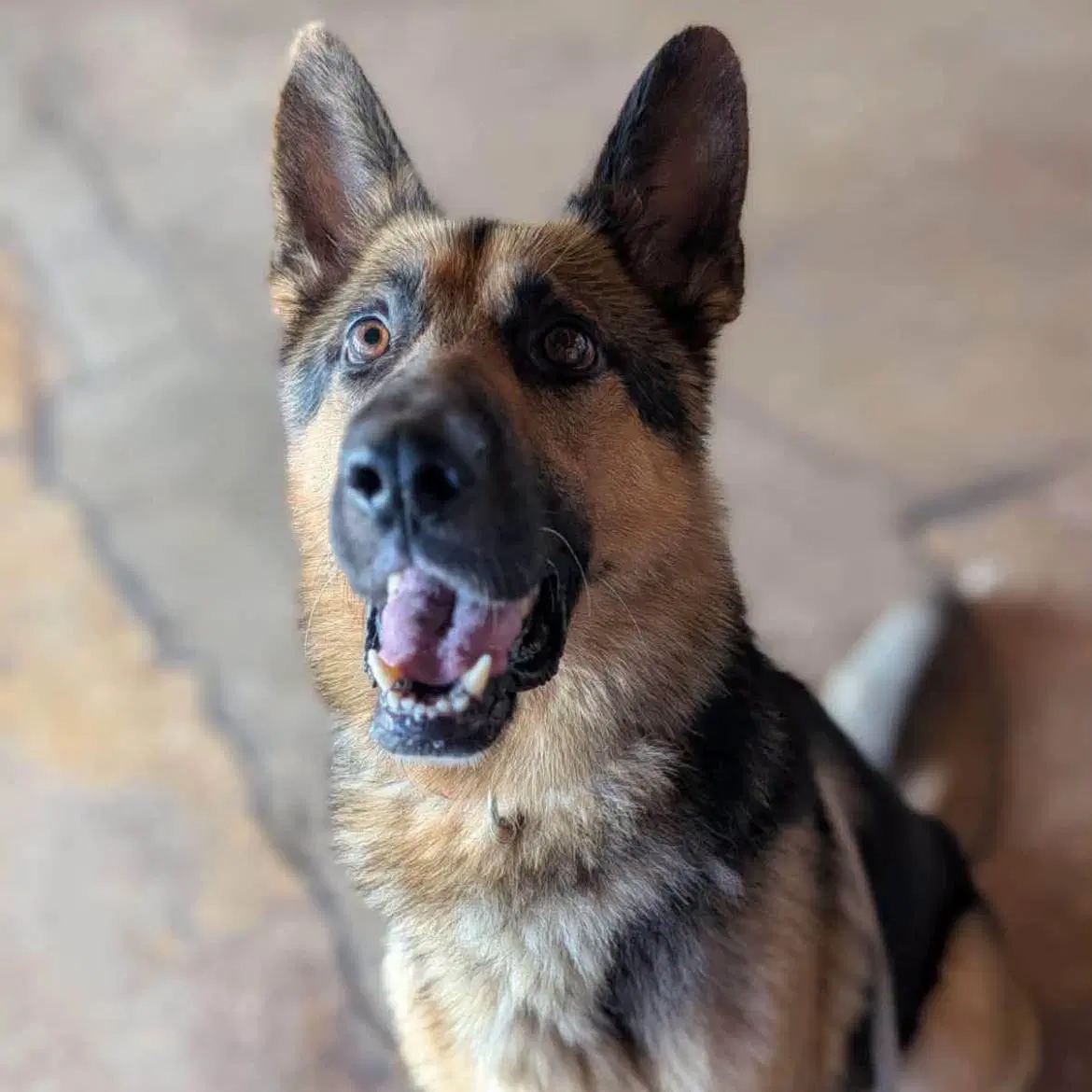 Hamburglar - German Shepherd Dog