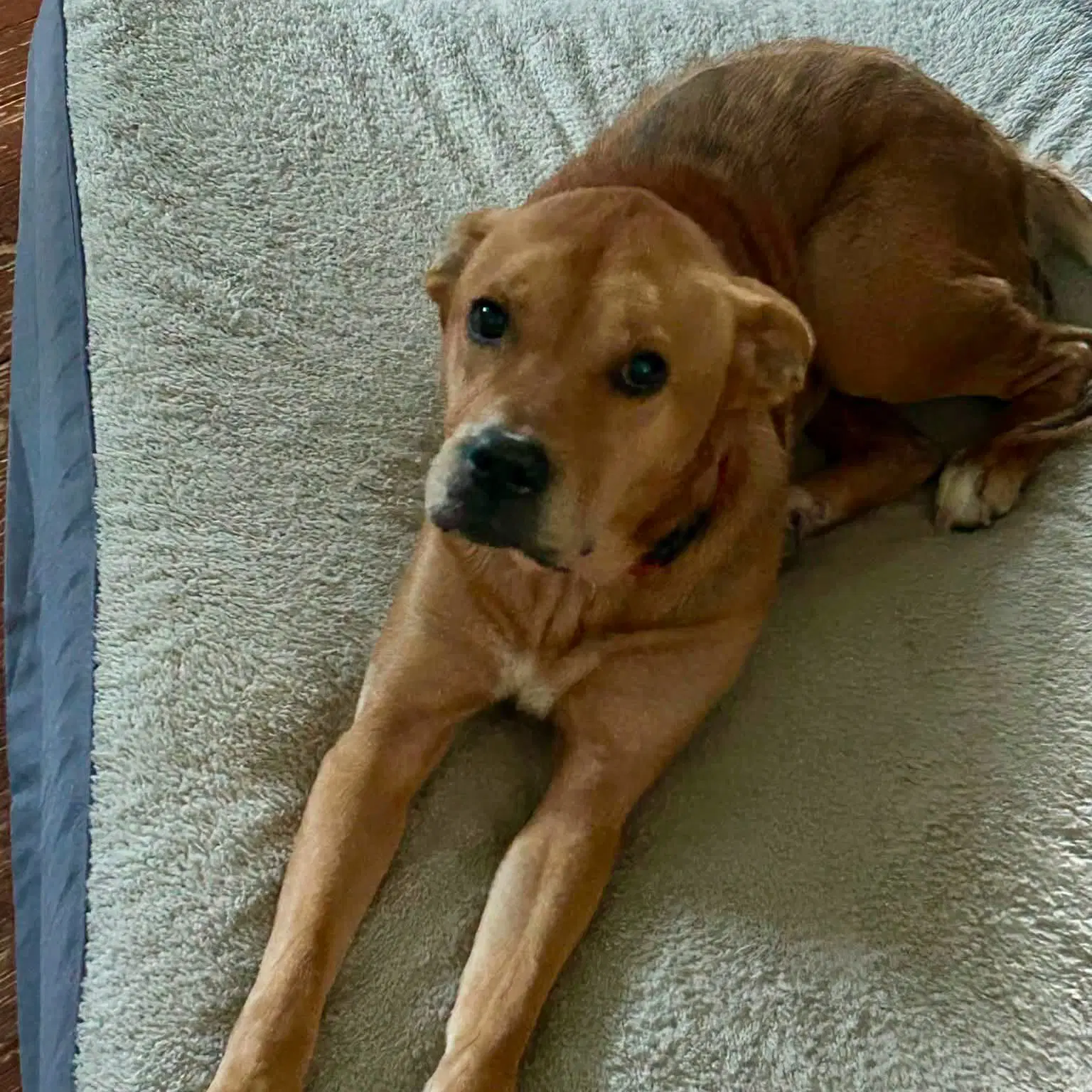 Mysti - Hound