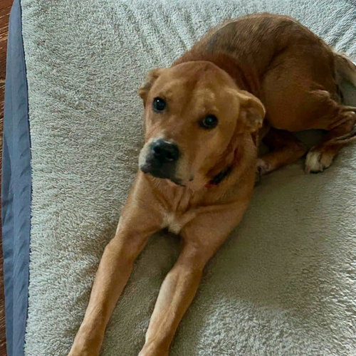 picture of the dog needing adoption