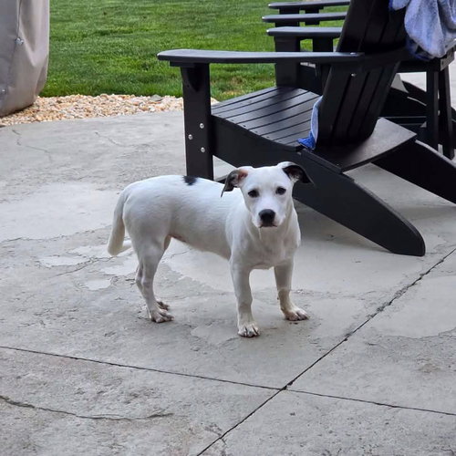 picture of the dog needing adoption