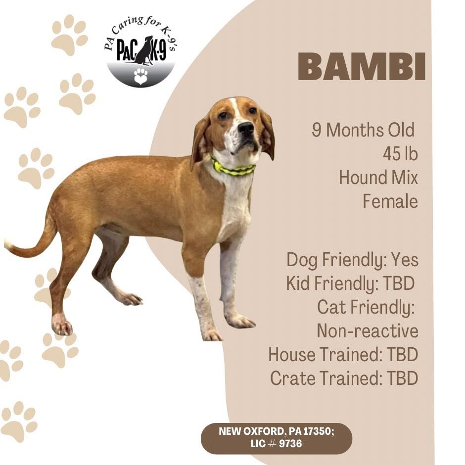 Bambi