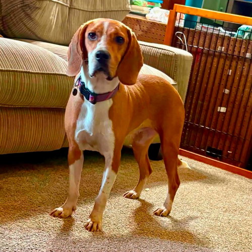 picture of the dog needing adoption