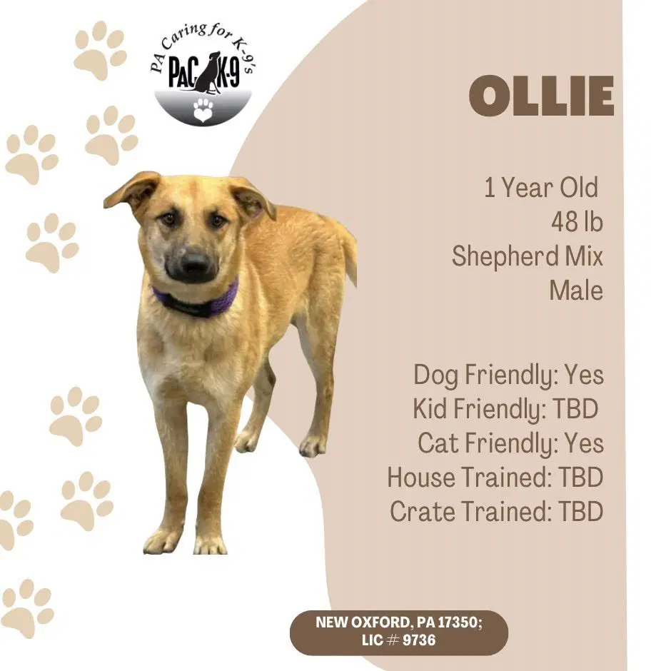 Ollie - Shepherd
