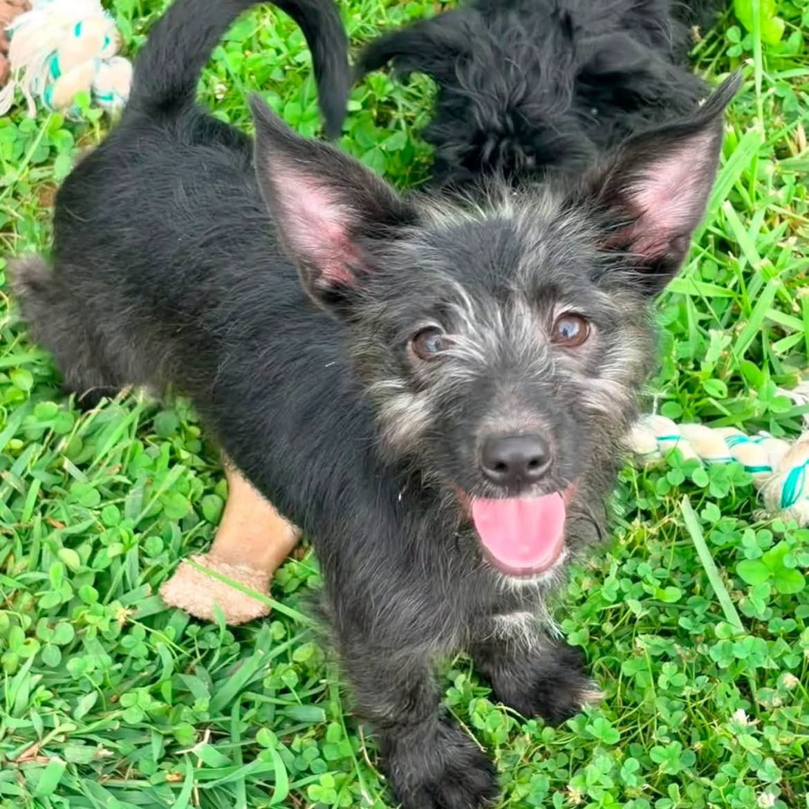 Gizmo