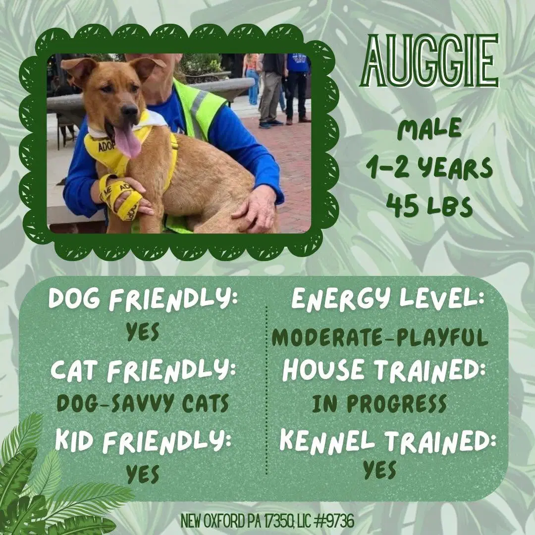 Auggie - mixed breed
