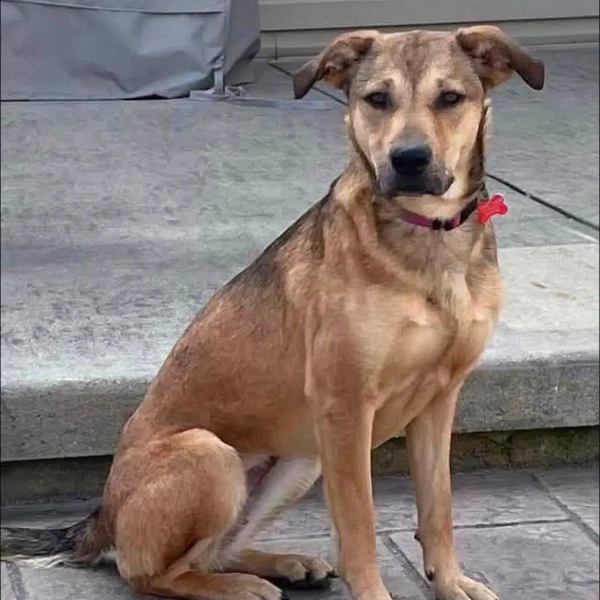 Princess - Shepherd