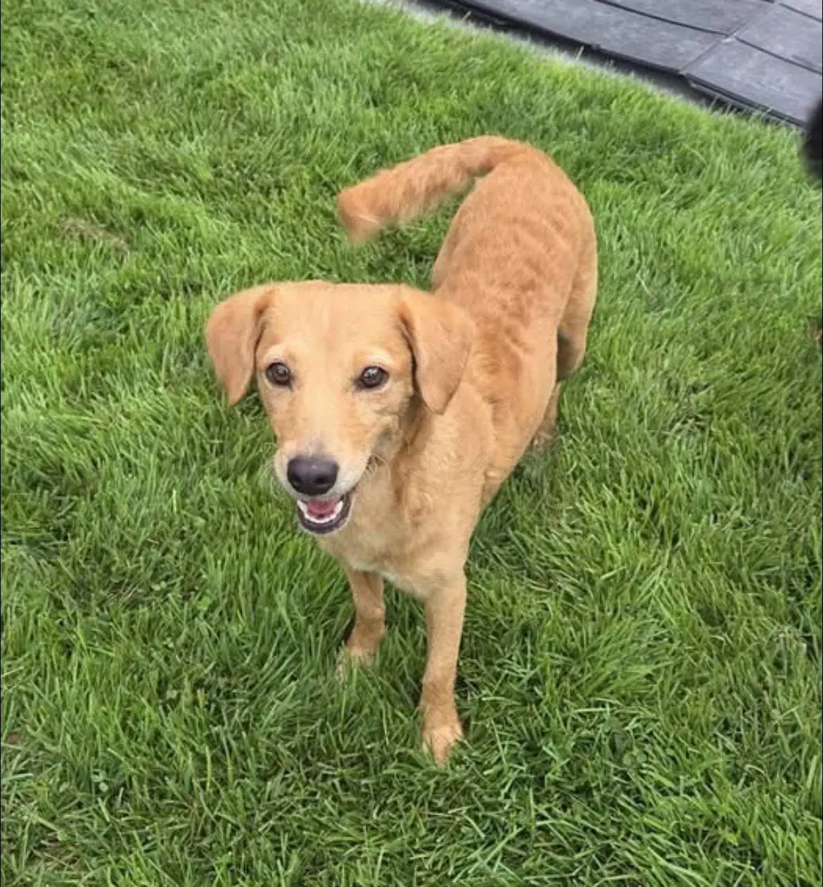 Winnie - Terrier