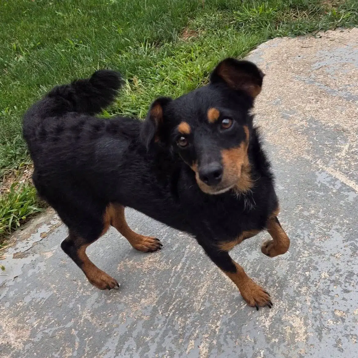Honey - Terrier