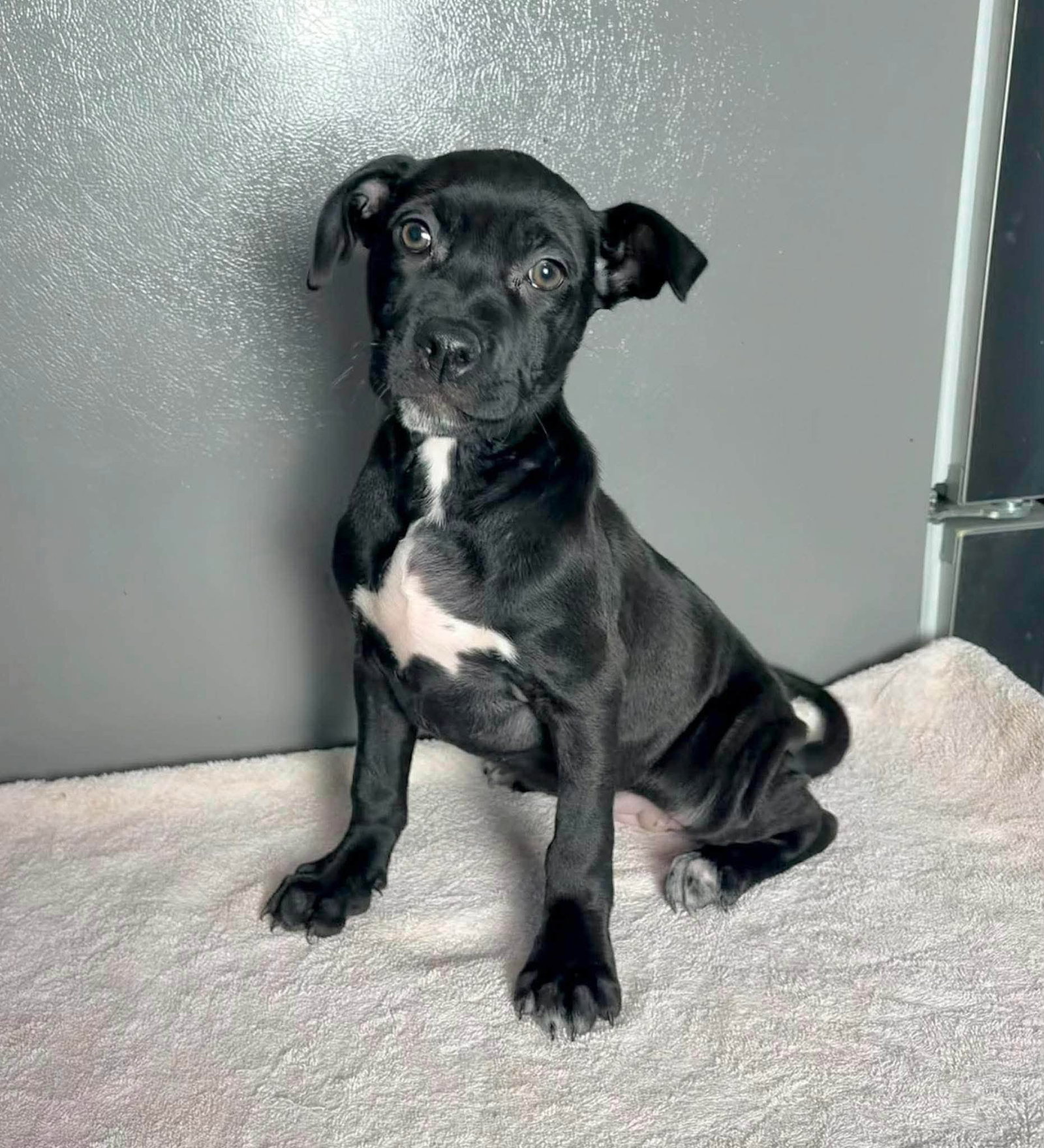 Bo Peep, American Staffordshire Terrier