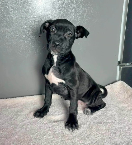 Bo Peep, a dog for adoption from PA Caring for K-9's