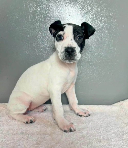 Lilypad, a dog for adoption from PA Caring for K-9's