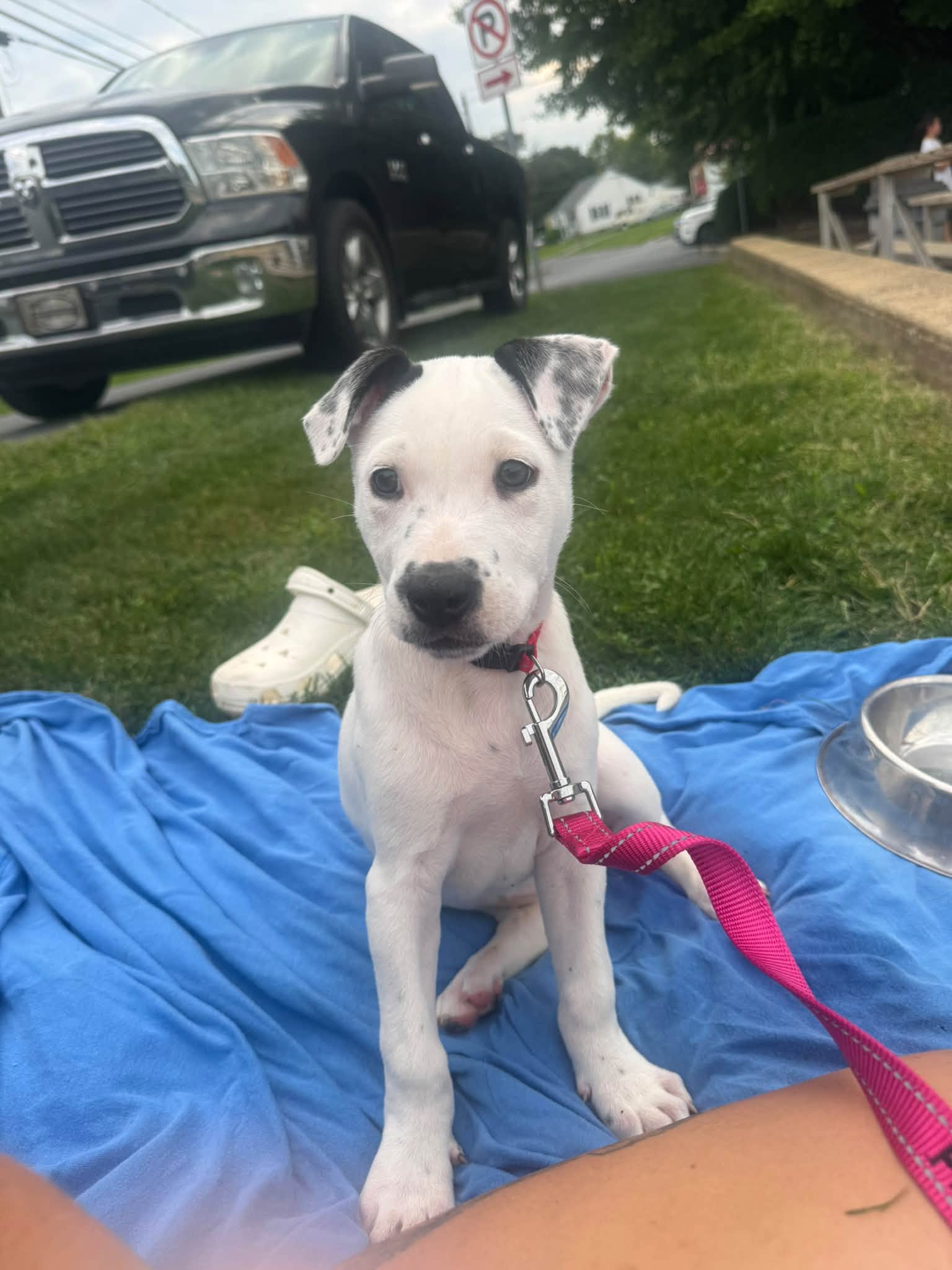 Jessie, American Staffordshire Terrier