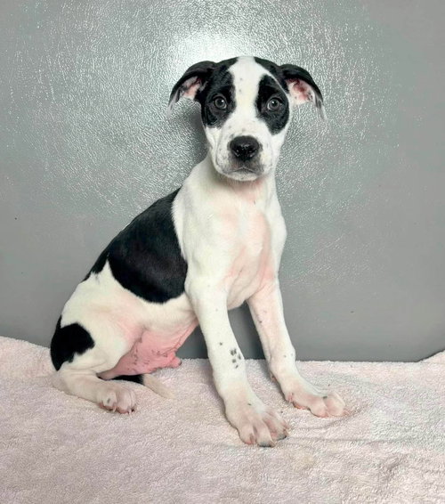 Buzz, a dog for adoption from PA Caring for K-9's