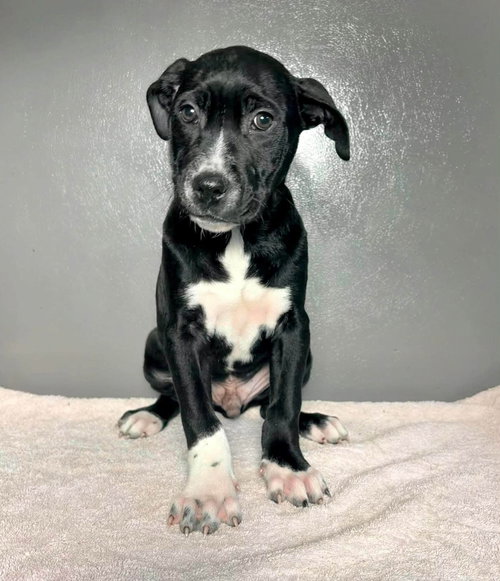 Woody, a dog for adoption from PA Caring for K-9's