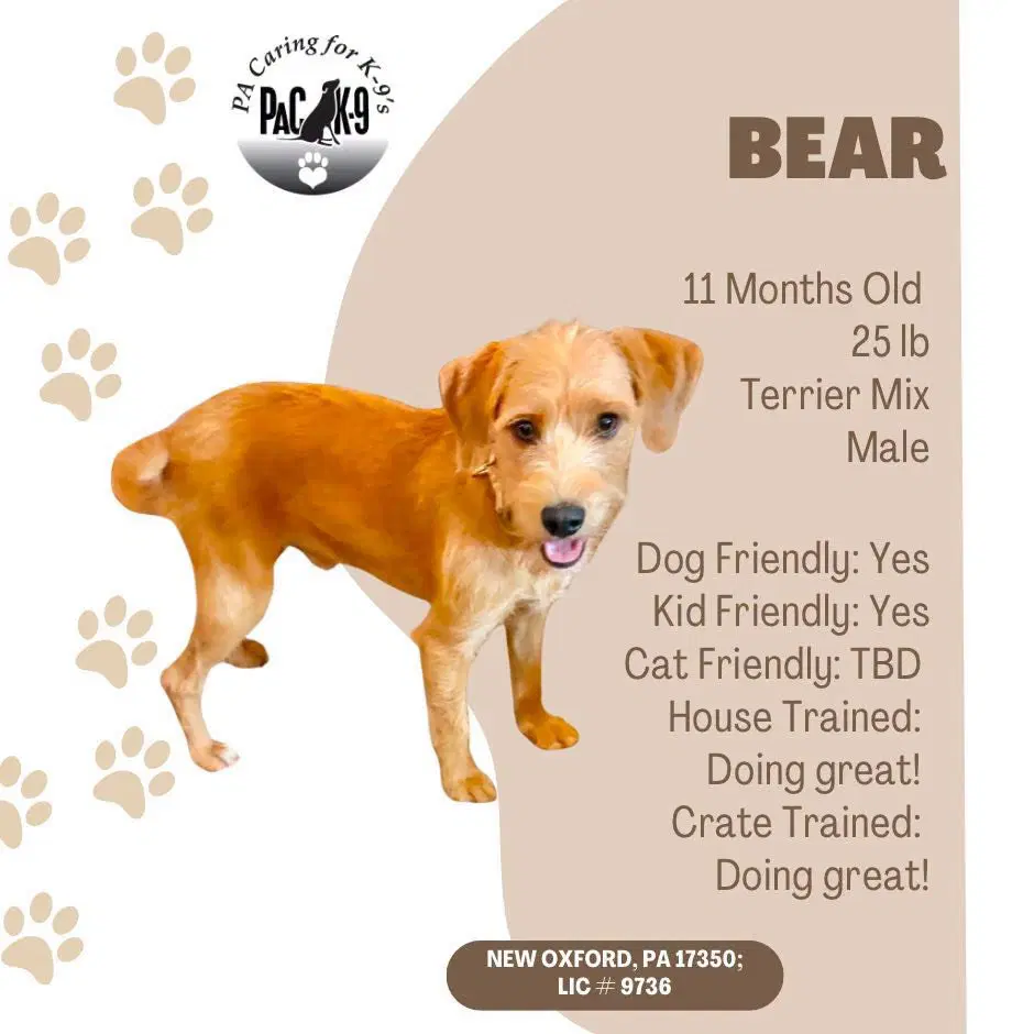 Bear - Terrier
