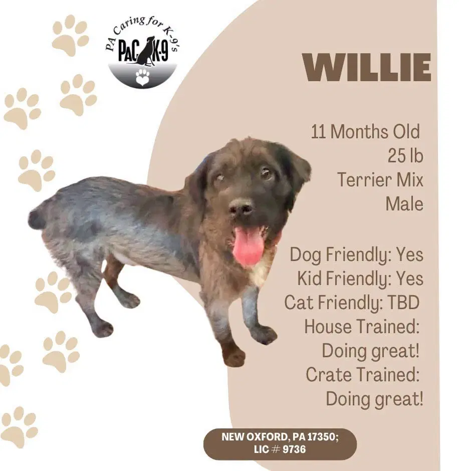 Willie - Terrier