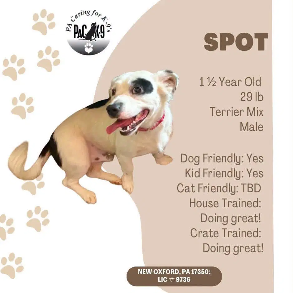 Spot - Terrier