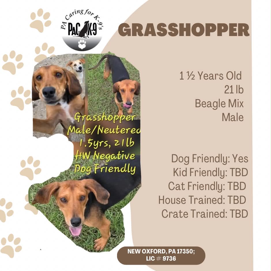 Grasshopper, Beagle