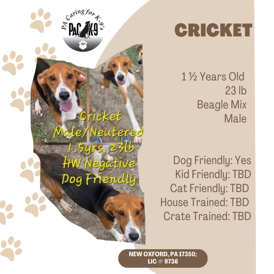 Cricket, Beagle