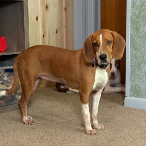 Bambi, a dog for adoption from PA Caring for K-9's