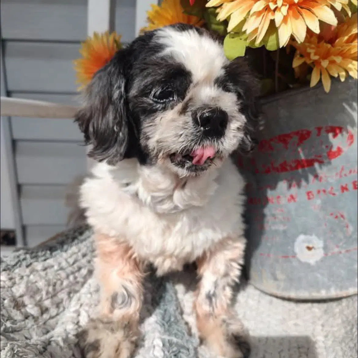 Sadie - Shih Tzu