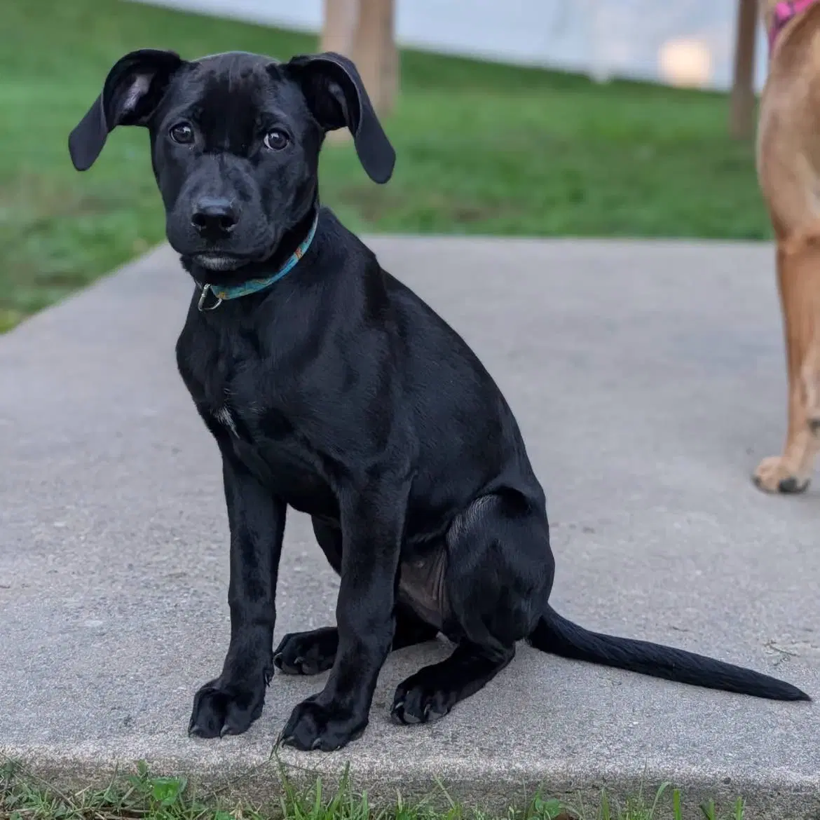Ansley - Labrador Retriever