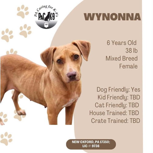 Wynonna, a dog for adoption from PA Caring for K-9's