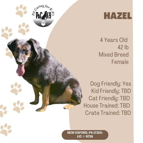 Hazel, a dog for adoption from PA Caring for K-9's